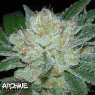 Archive Seeds Hell Raiser OG